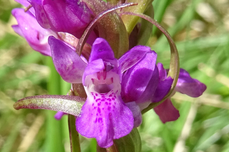 Dactylorhiza lapponica subsp. rhaetica